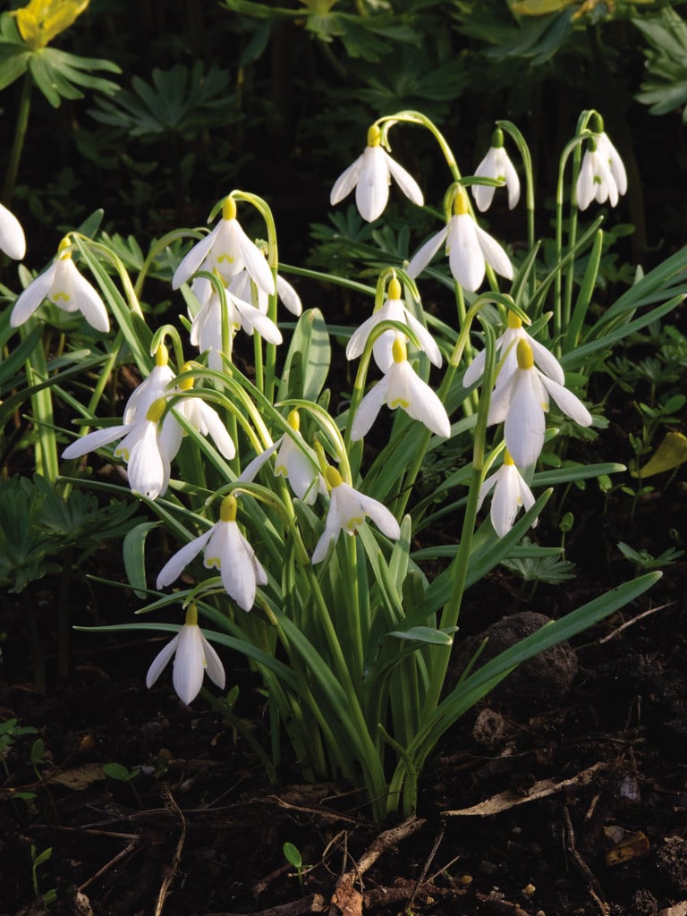 snowdrop Sandersii Group