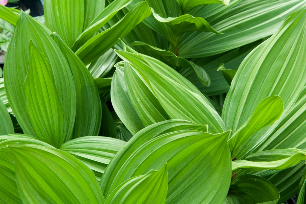 Californian tailed false hellebore