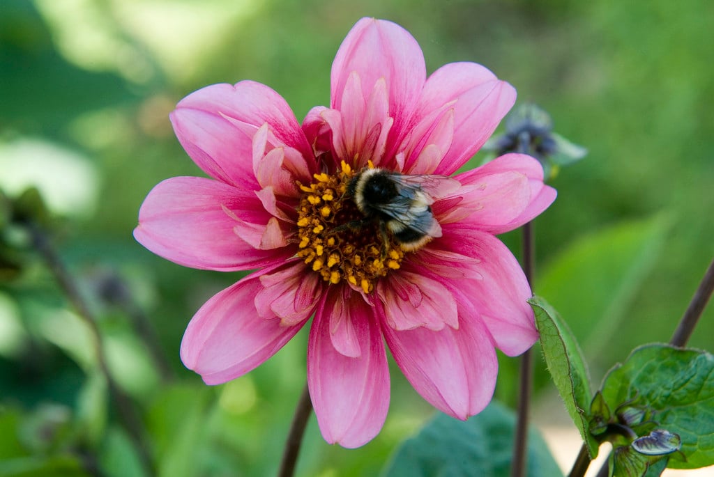 dahlia 'Twyning's Pink Fish'