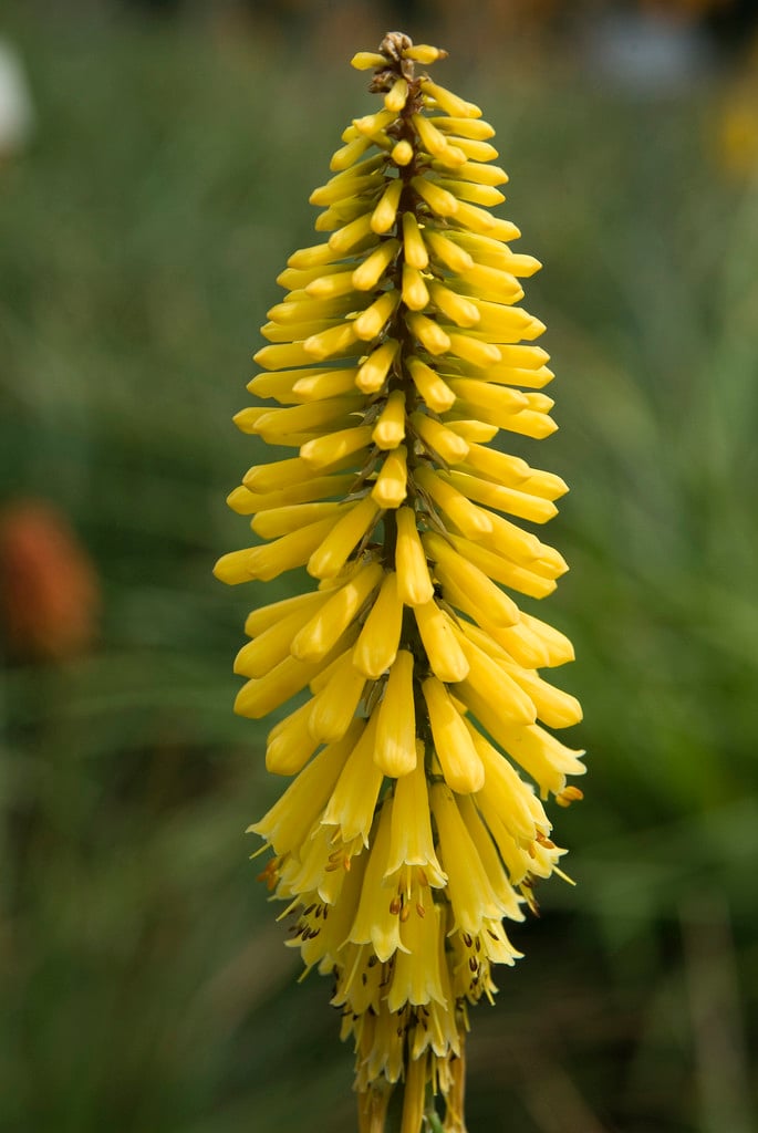 red-hot poker 'Minister Verschuur'