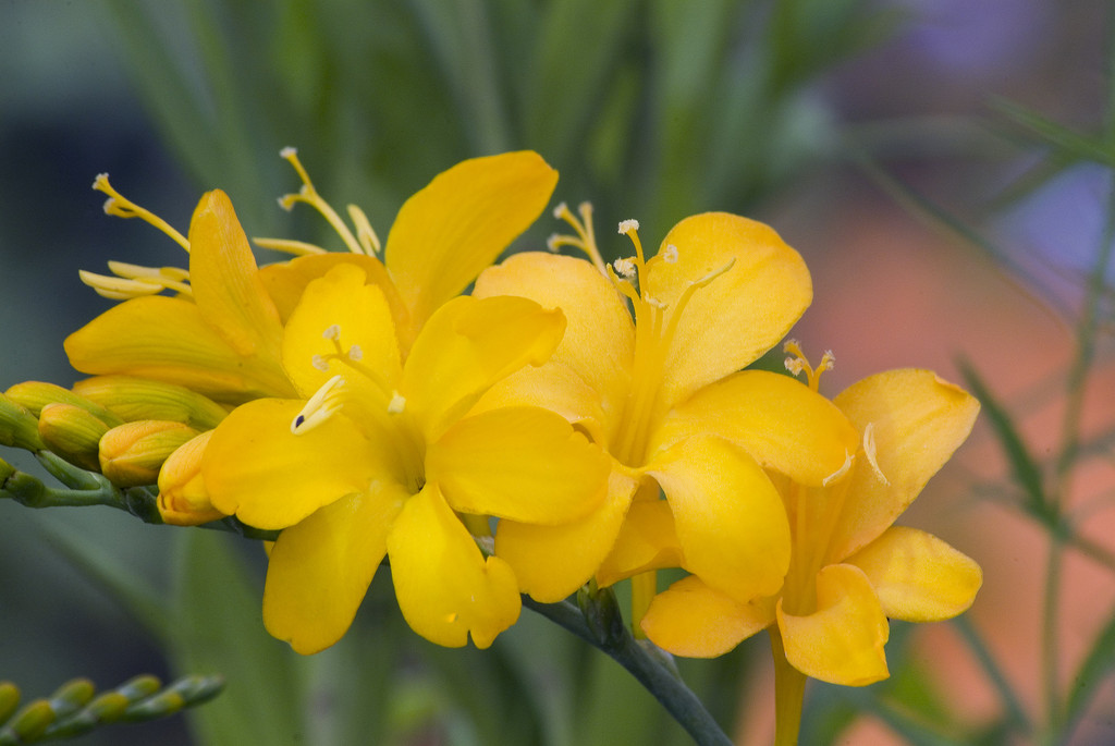montbretia 'Paul's Best Yellow'