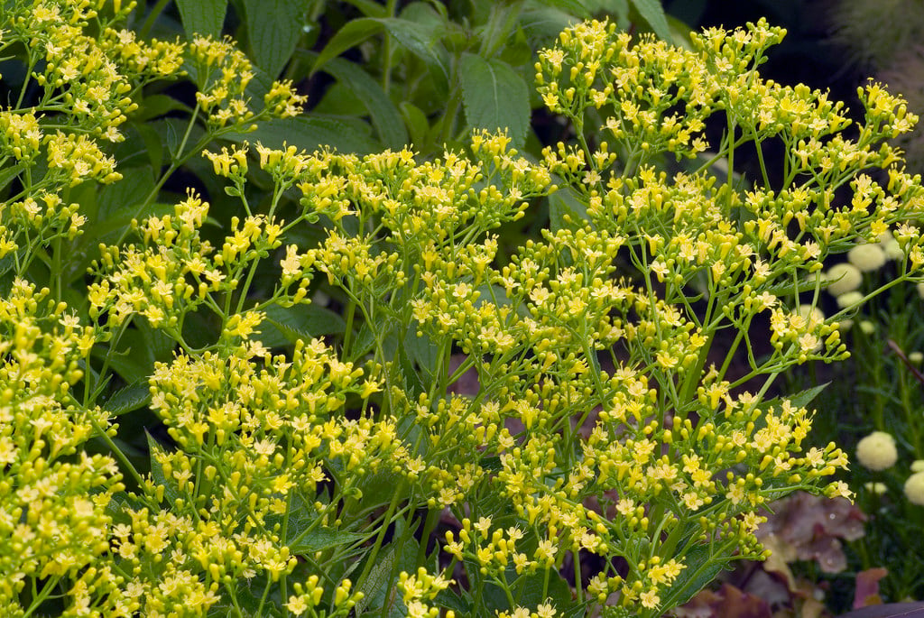 Patrinia gibbosa | swollen patrinia Herbaceous Perennial/RHS Gardening