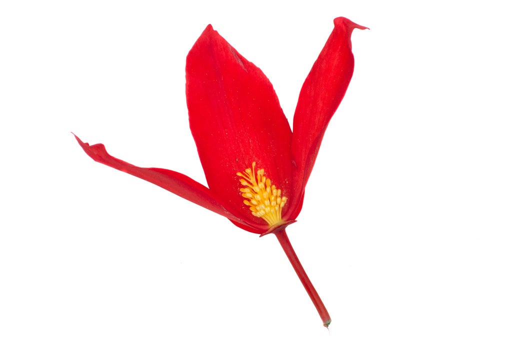 Bolivian begonia