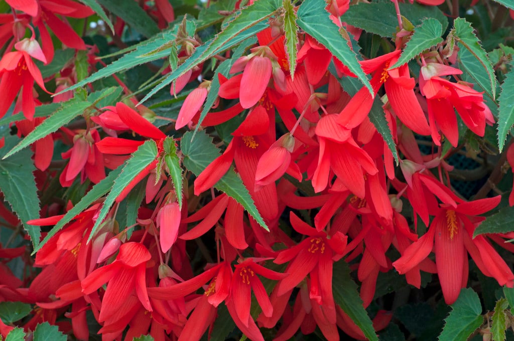 begonia [Devotion]