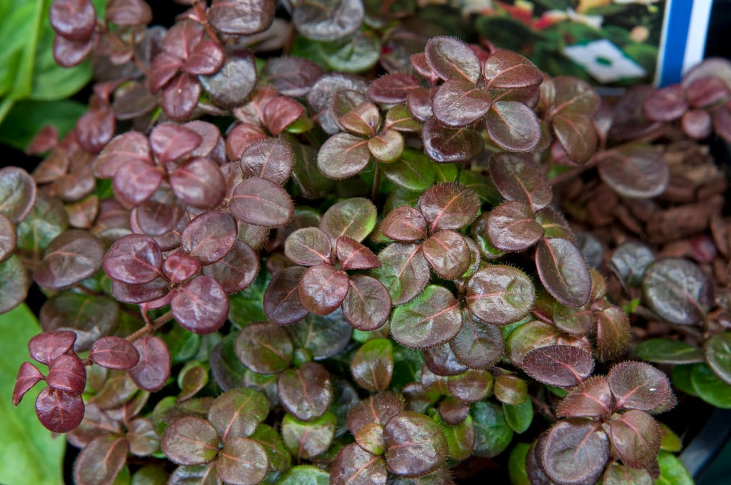 Lonicera crassifolia 'Little Honey'|creeping honeysuckle 'Little Honey'/RHS  Gardening