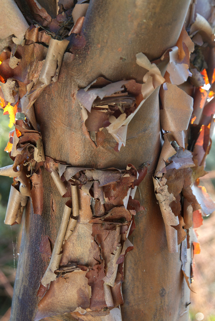 paperbark maple
