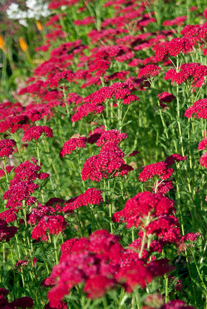 yarrow 'Pomegranate'