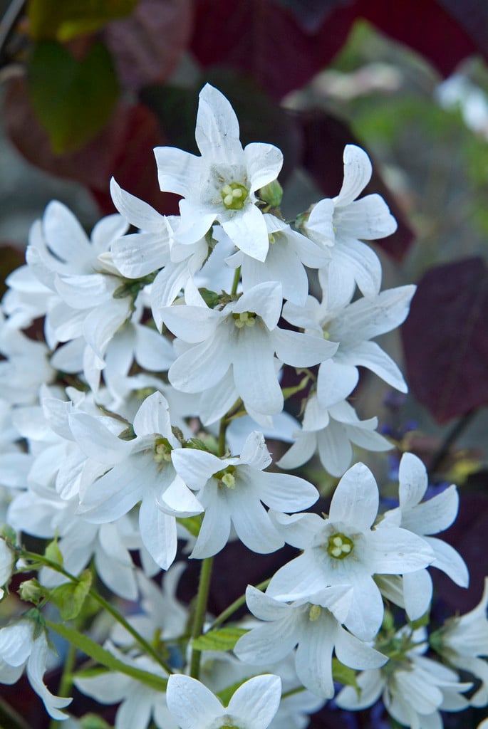 milky bellflower [Avalanche]