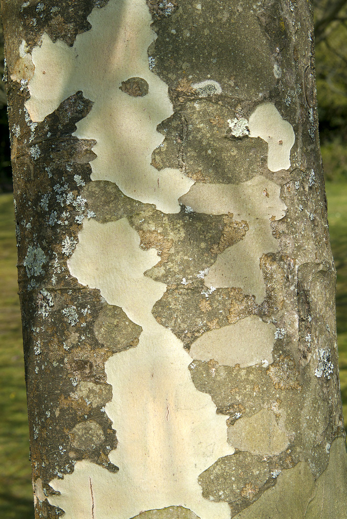 lacebark pine