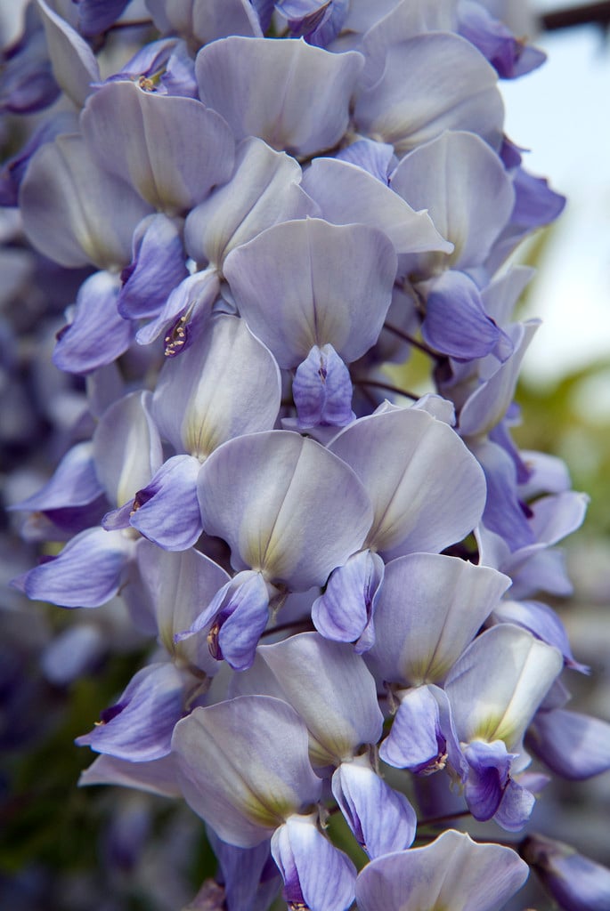 Wisteria  formosa 'Caroline'|wisteria 'Caroline'/RHS Gardening