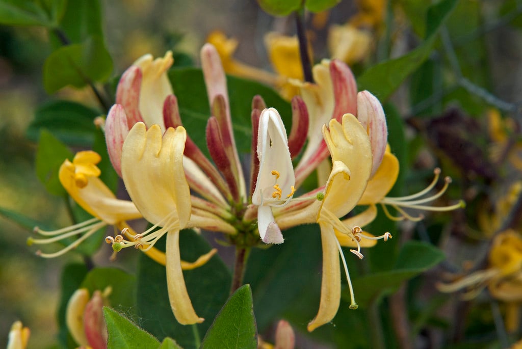 honeysuckle 'Heaven Scent'