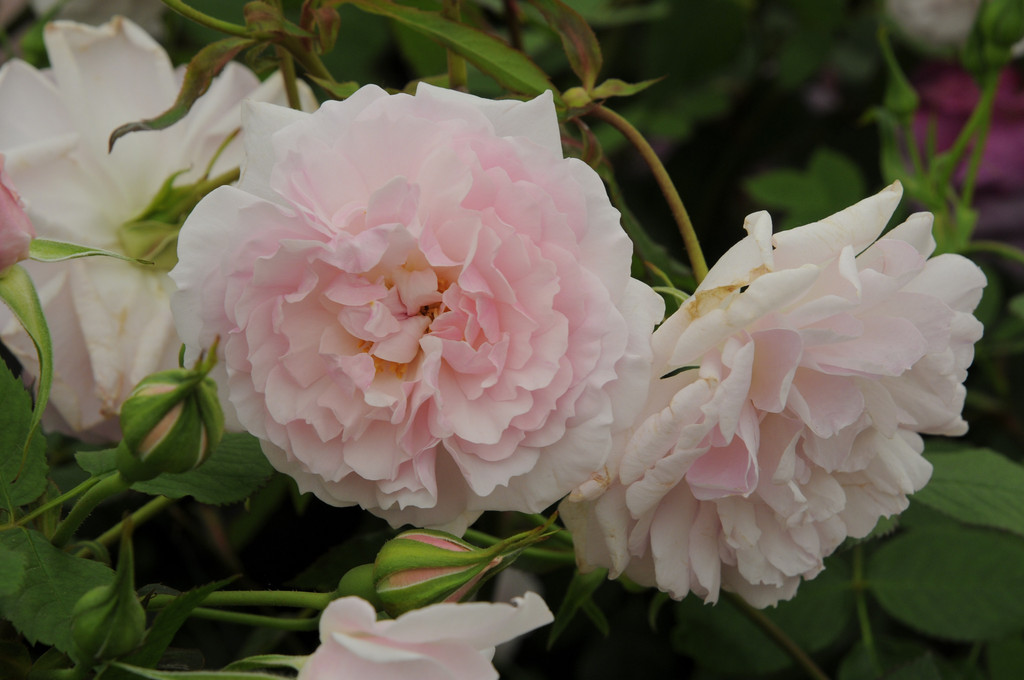 Rosa Lady Salisbury (&Auscezed&PBR) (S) | rose [Lady Salisbury] Shrubs ...