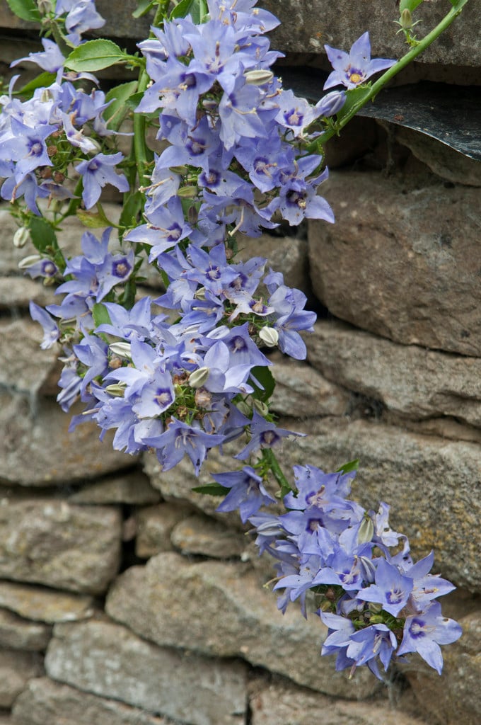 various-coloured bellflower