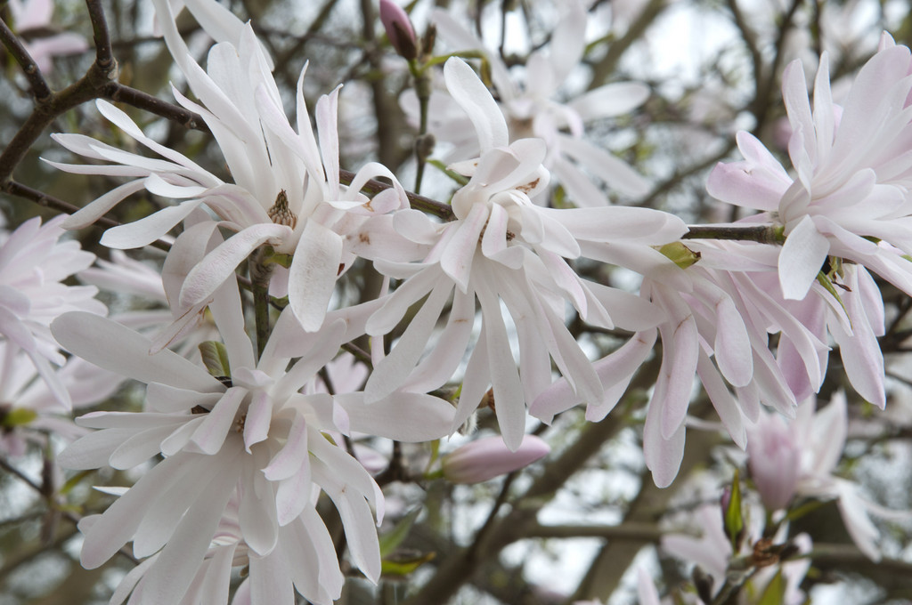 star magnolia 'Jane Platt'
