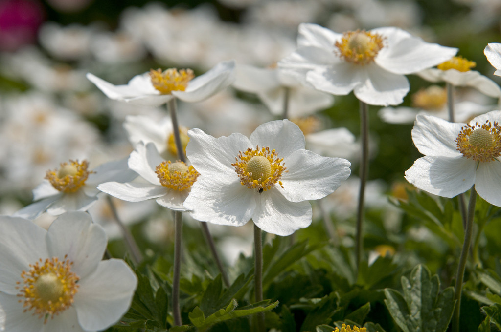 Anemone Sylvestris Snowdrop Windflower