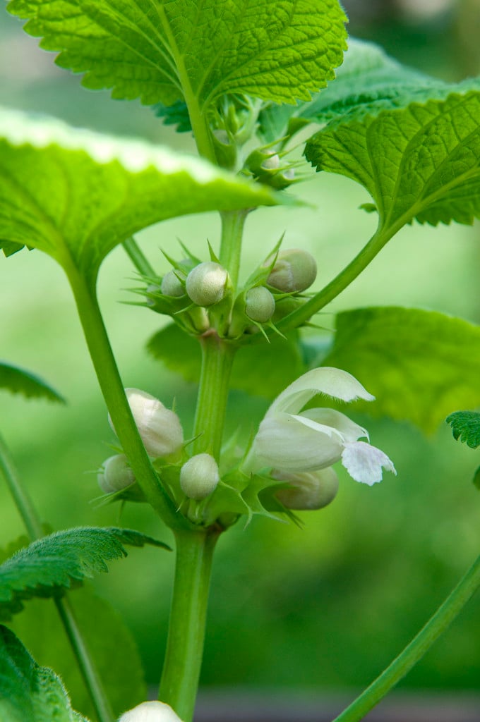 balm-leaved red deadnettle 'Album'