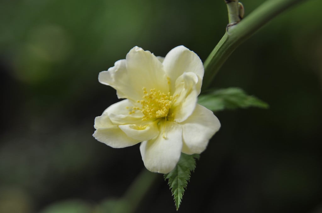 Japanese rose 'Albescens'