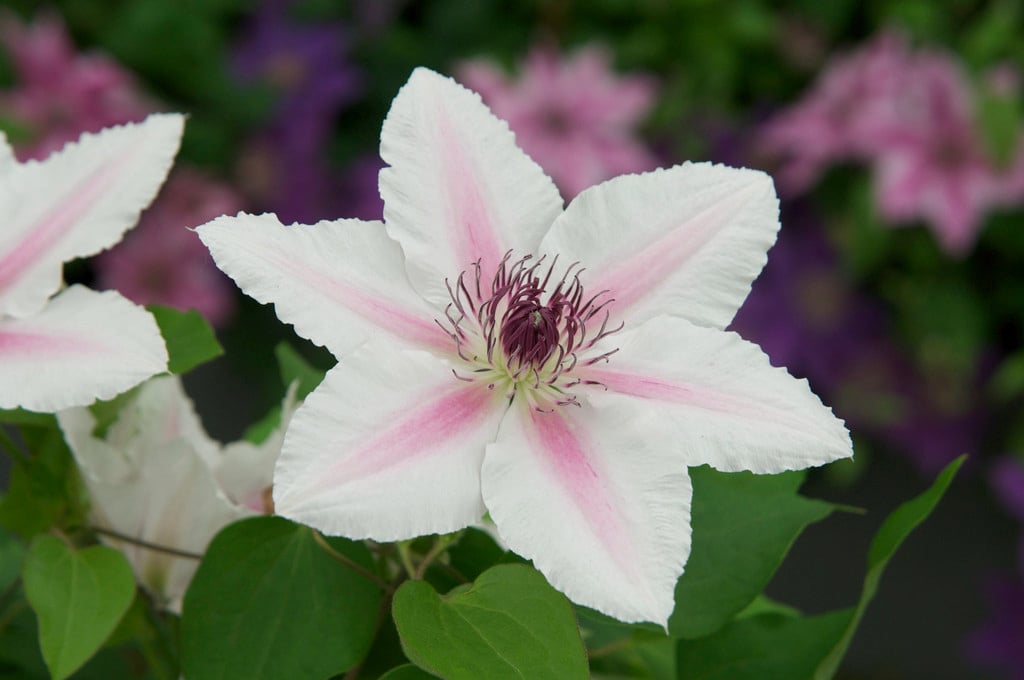 clematis [The Countess of Wessex]