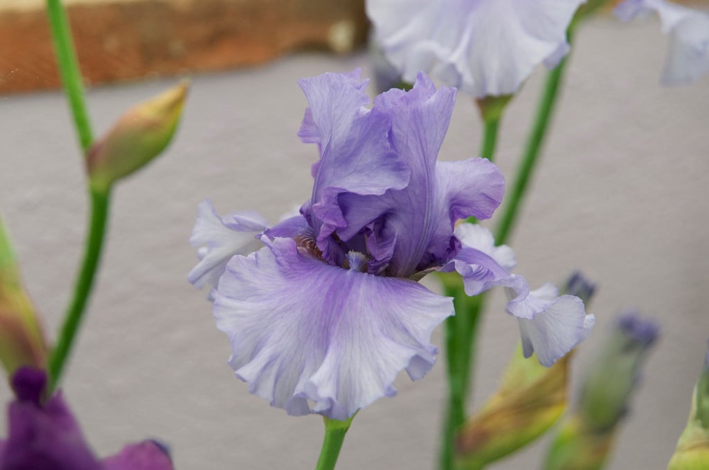 iris 'Alexia'