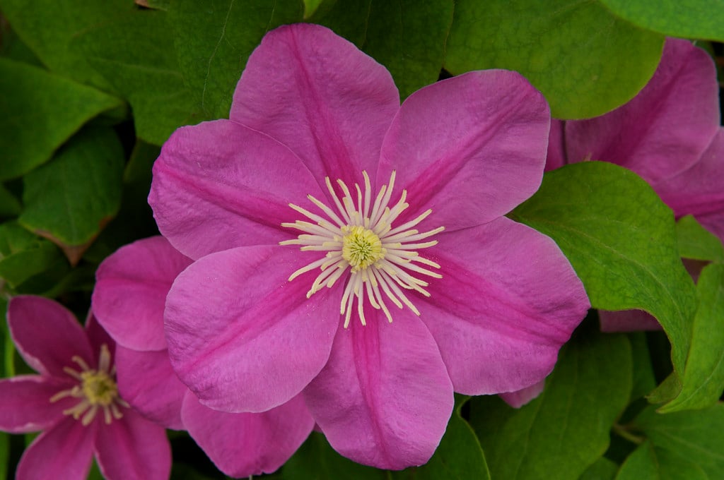 clematis [Alaina]