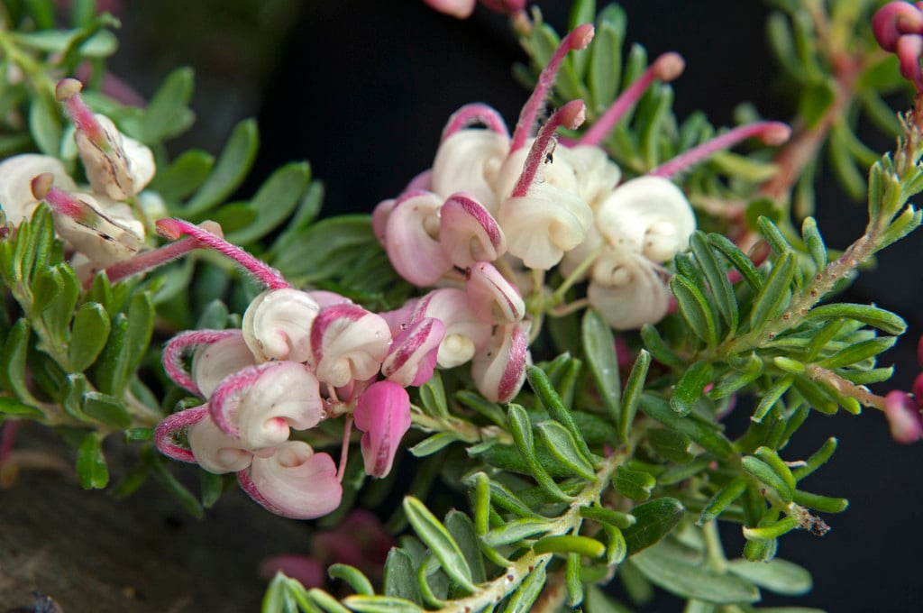 woolly grevillea 'Mount Tamboritha'