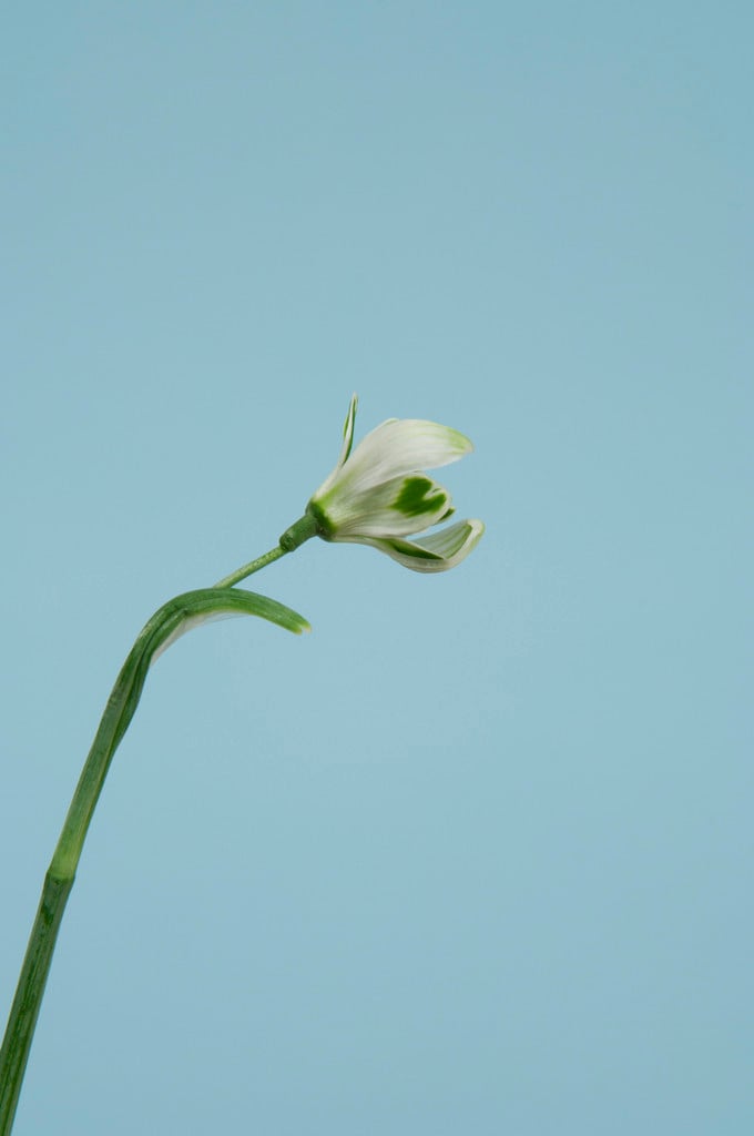 snowdrop 'Blewbury Tart'