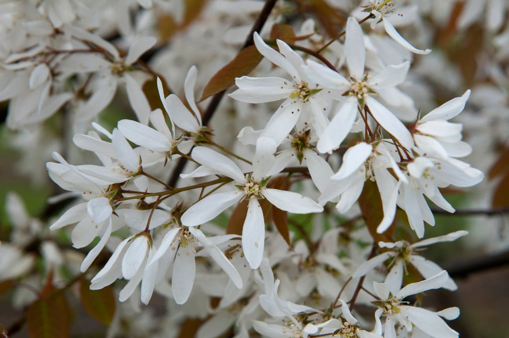 Amelanchier laevis &Princess Diana& | serviceberry &Princess Diana ...