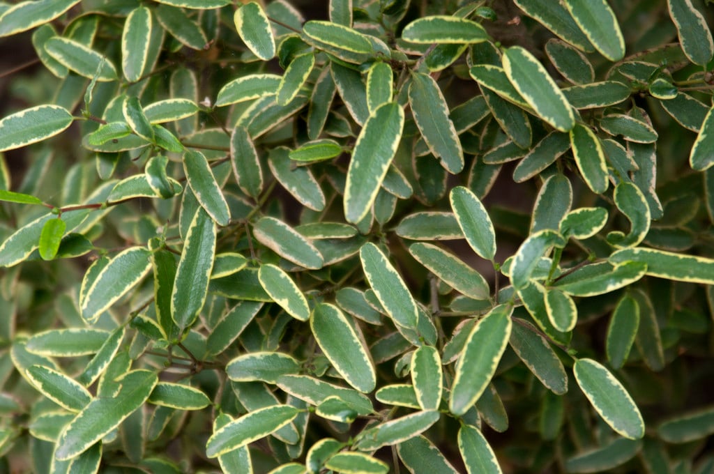 leatherwood 'Gilt Edge'