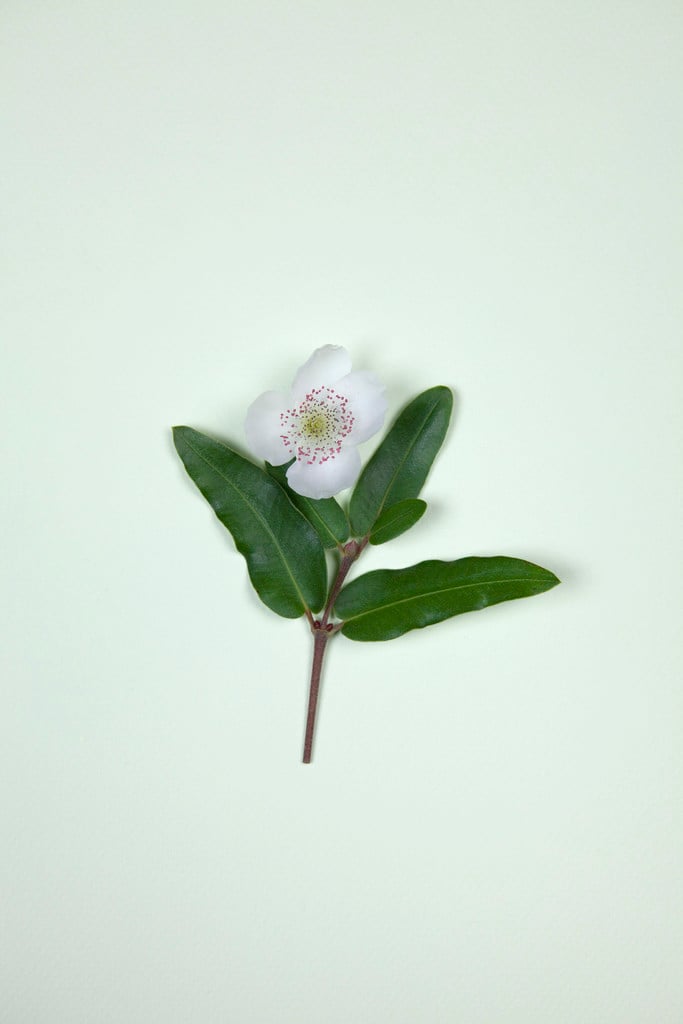 Nymans eucryphia 'George Graham'