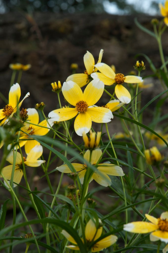 Bidens aurea 'Hannay's Lemon Drop'|Arizona beggar's ticks 'Hannay's Lemon  Drop'/RHS Gardening