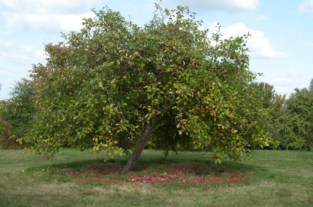 crab apple 'Dartmouth'