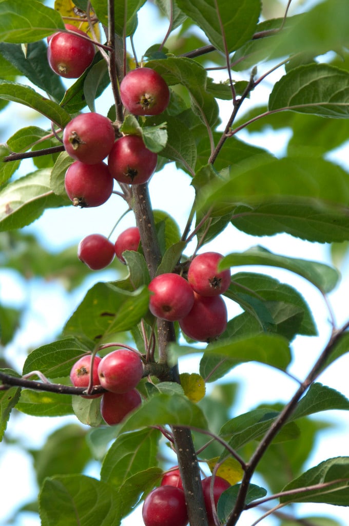 crab apple 'Gorgeous'