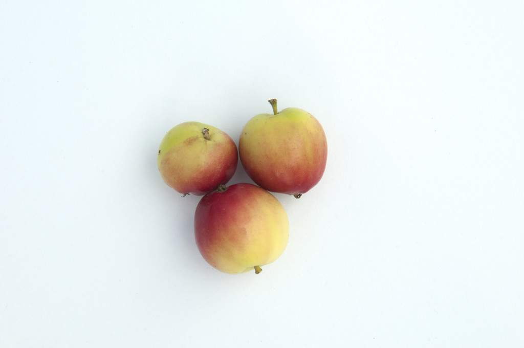 crab apple [Jelly King]