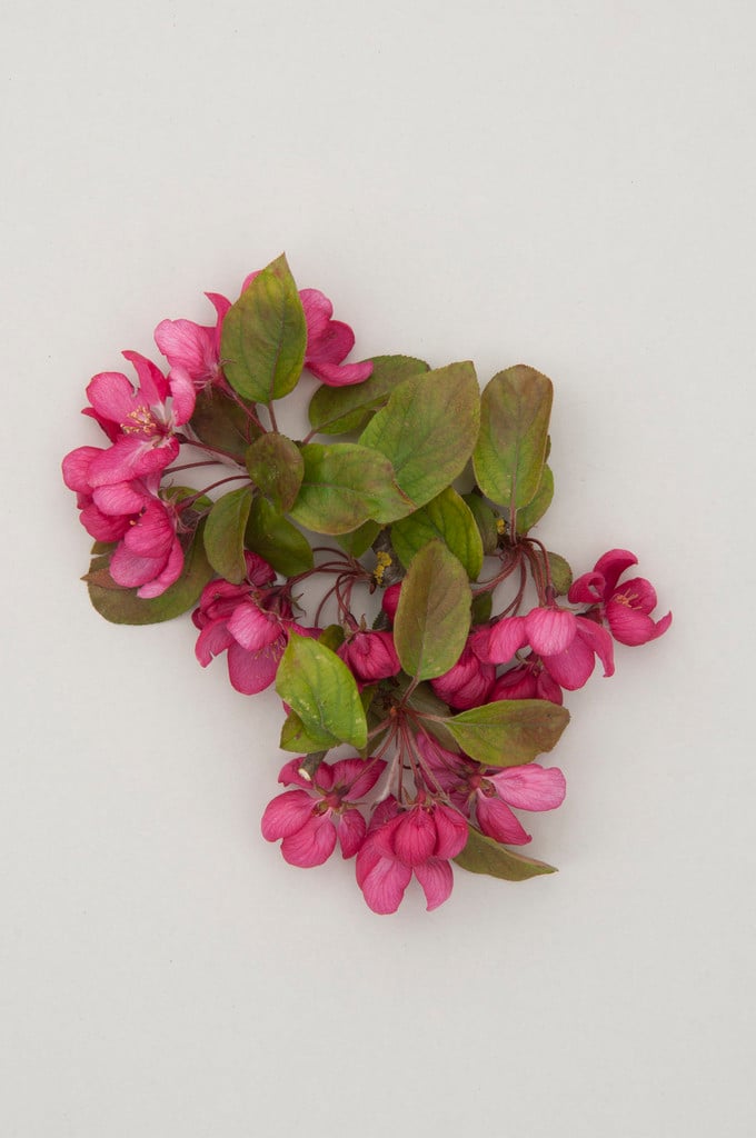 Malus 'Indian Magic' crab apple 'Indian Magic'/RHS Gardening