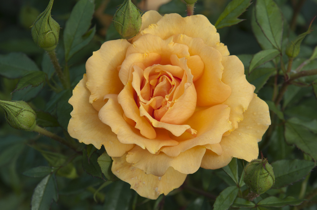rose [Golden Beauty] ('Korberbeni')