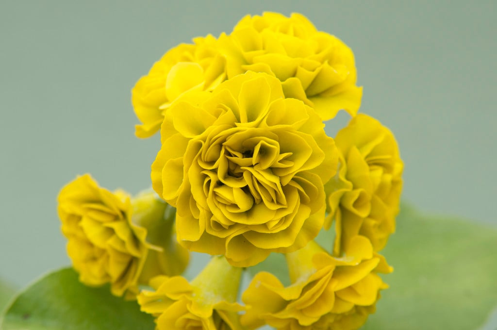 auricula 'Citron-Ella'