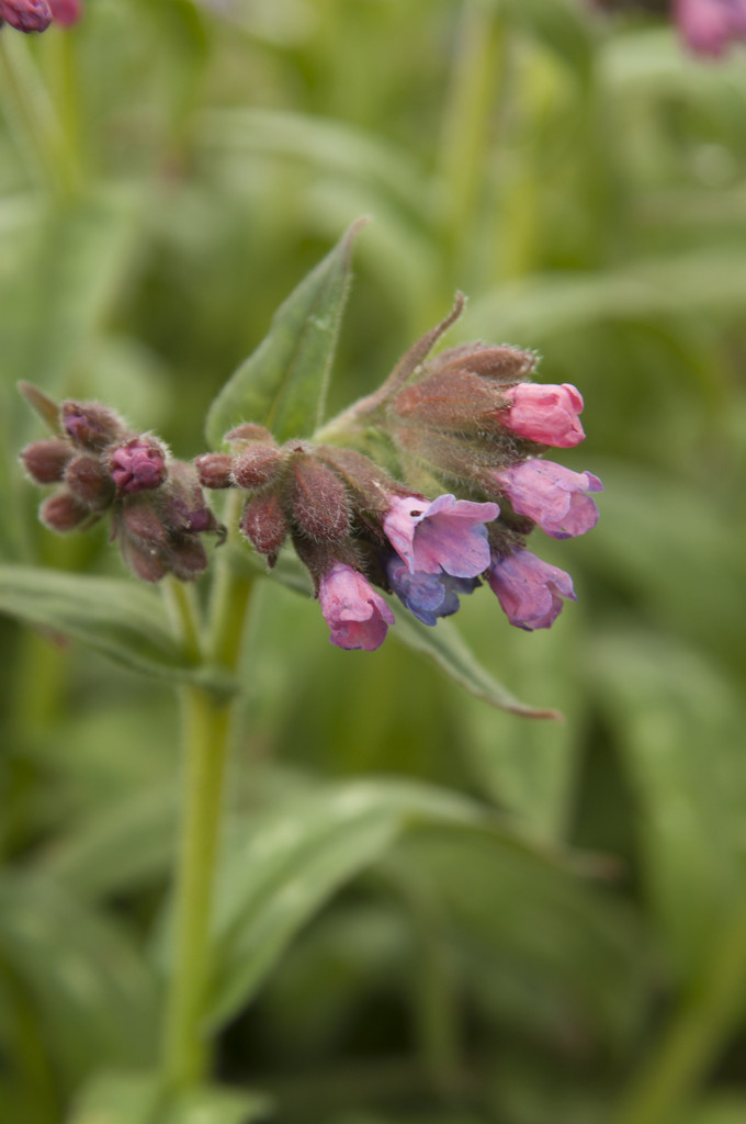 lungwort 'Stillingfleet Meg'