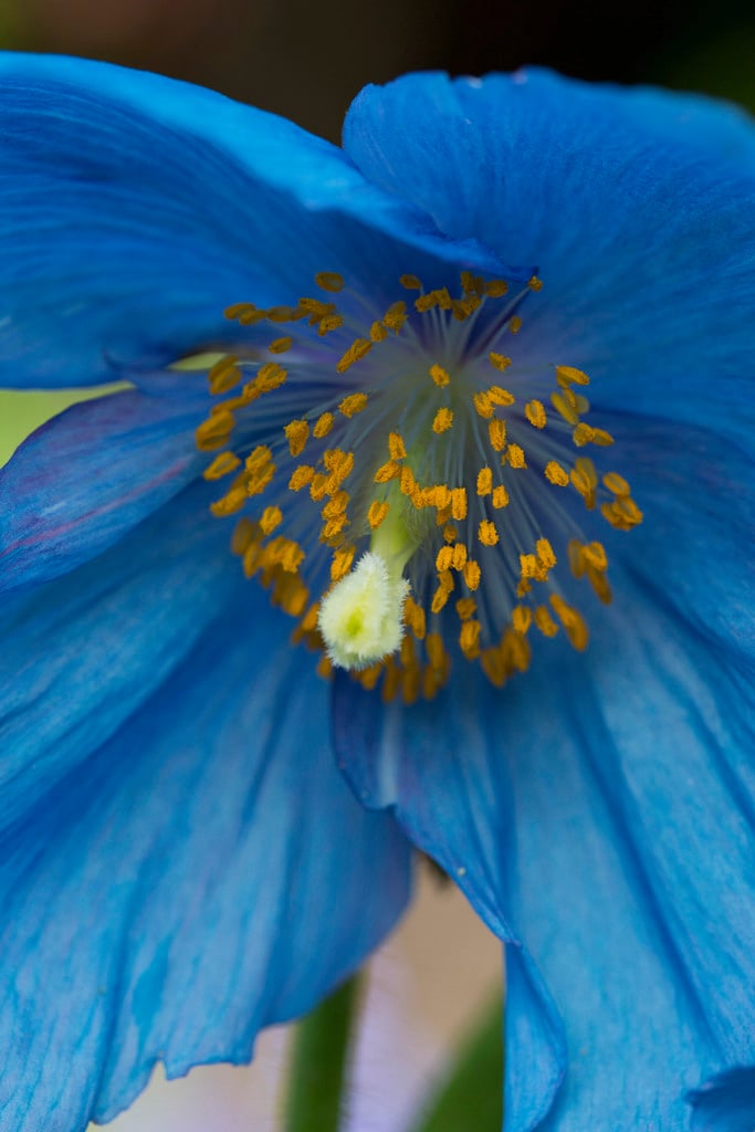 Himalayan blue poppy 'Cally Lingholm'