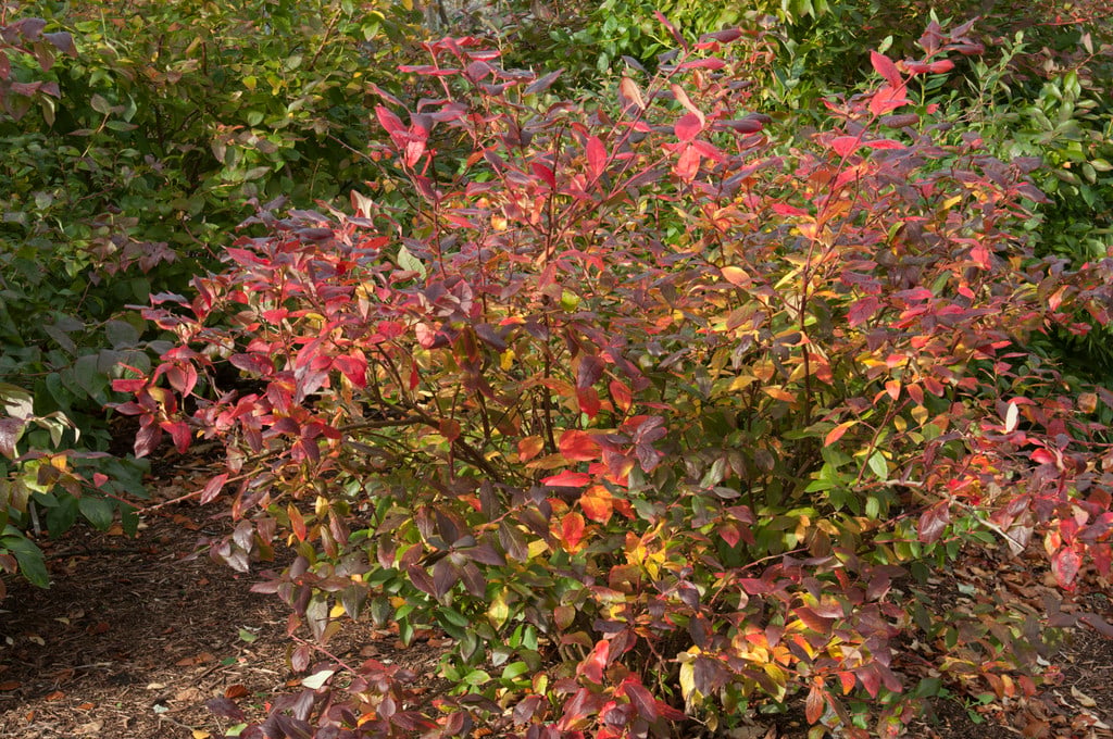 blueberry 'Patriot'