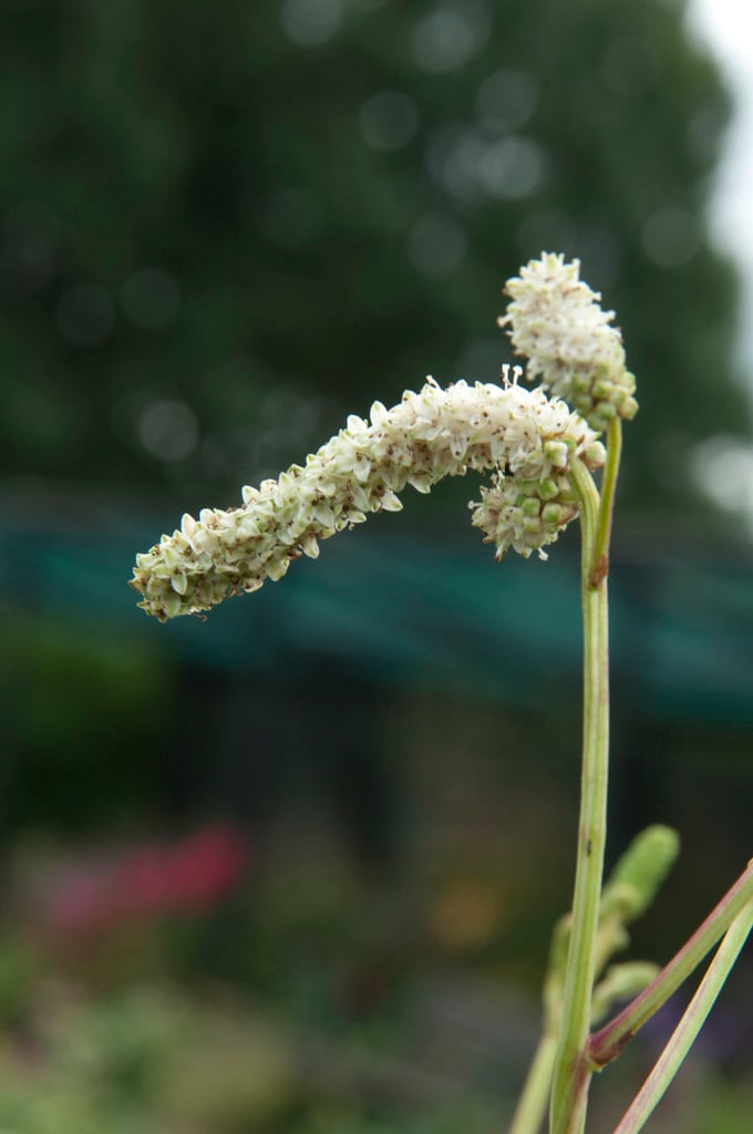 slender-leaved burnet 'Stand Up Comedian'