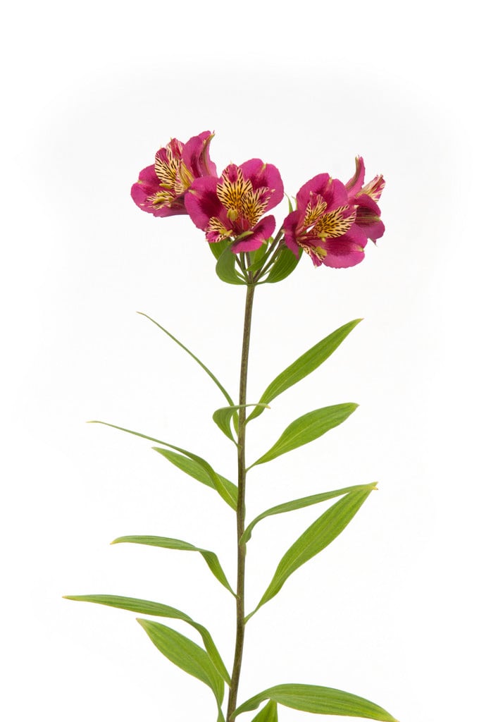Peruvian lily 'Christine Marsh'