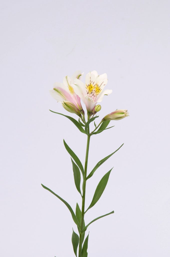 Peruvian lily [Inca Milk]