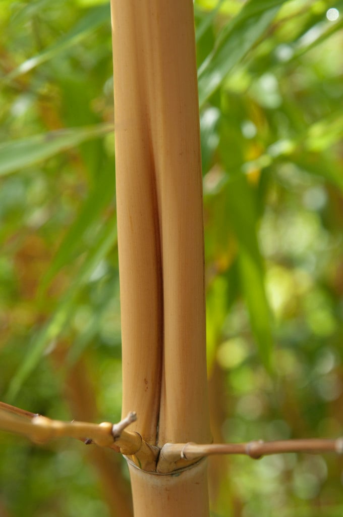 golden Chinese timber bamboo