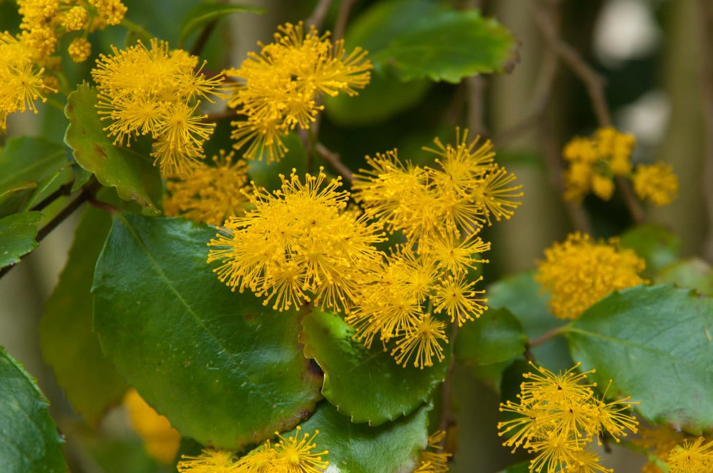 saw-toothed azara 'Andes Gold'