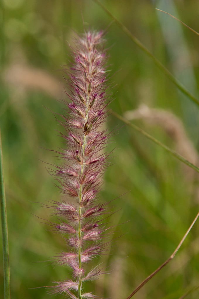 oriental fountain grass 'Shogun'