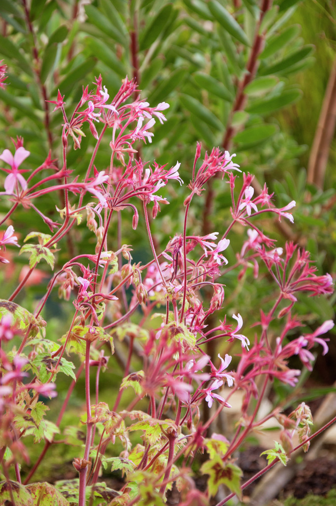 Transvaal geranium