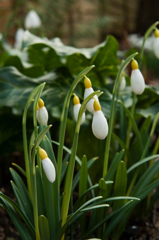 snowdrop 'Primrose Warburg'
