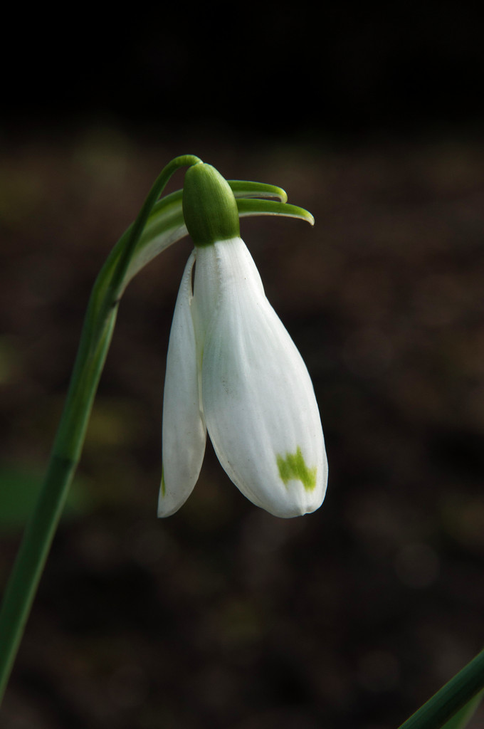 snowdrop 'David Baker'