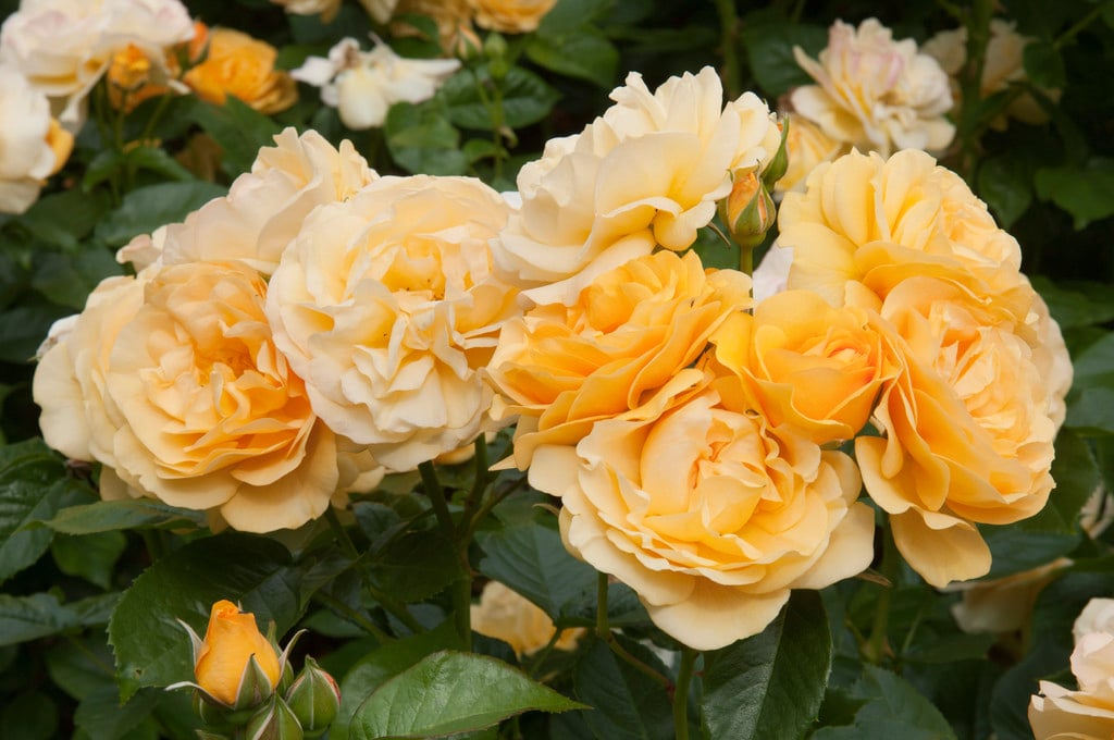 rose 'Absolutely Fabulous'