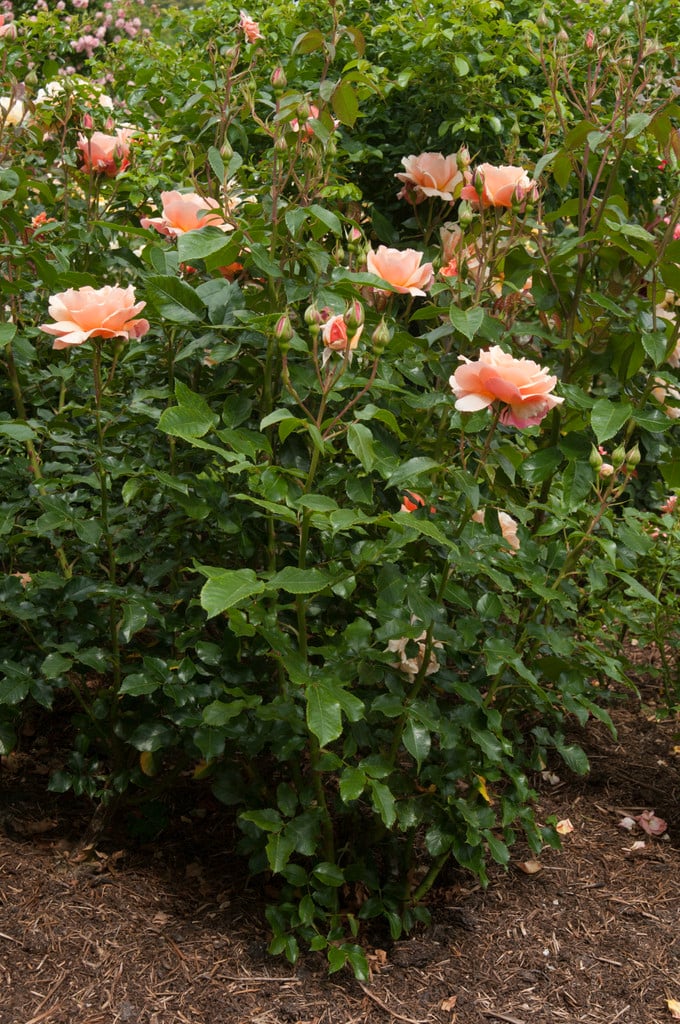 rose [The Cheshire Regiment]
